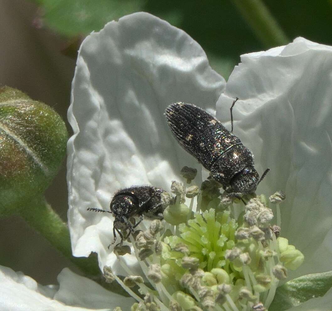 صورة Acmaeodera tubulus (Fabricius 1801)