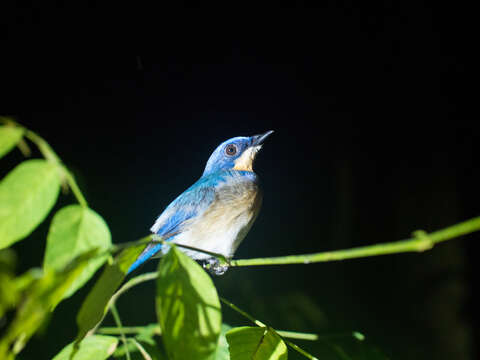 Image of Malaysian Blue Flycatcher