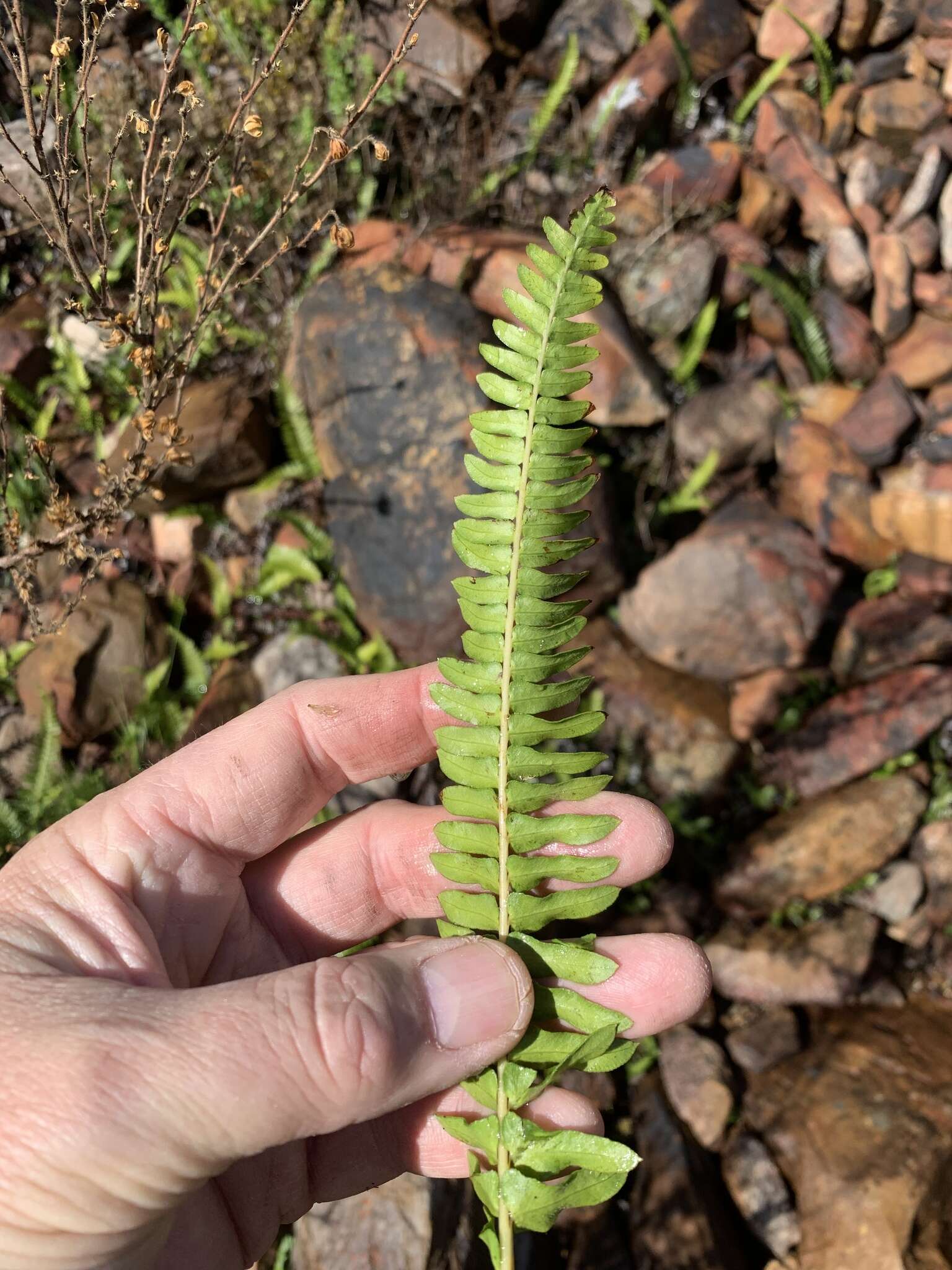 Image of Glossy Deer Fern