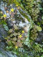 Image of Sedum stellariifolium Franch.