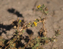 Image of pappose tarweed