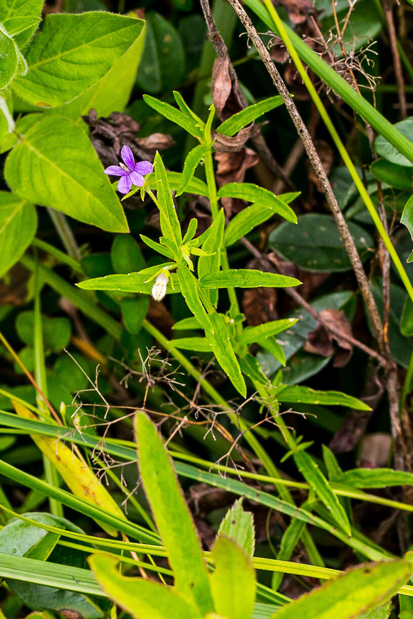 Image of Monopsis stellarioides subsp. stellarioides