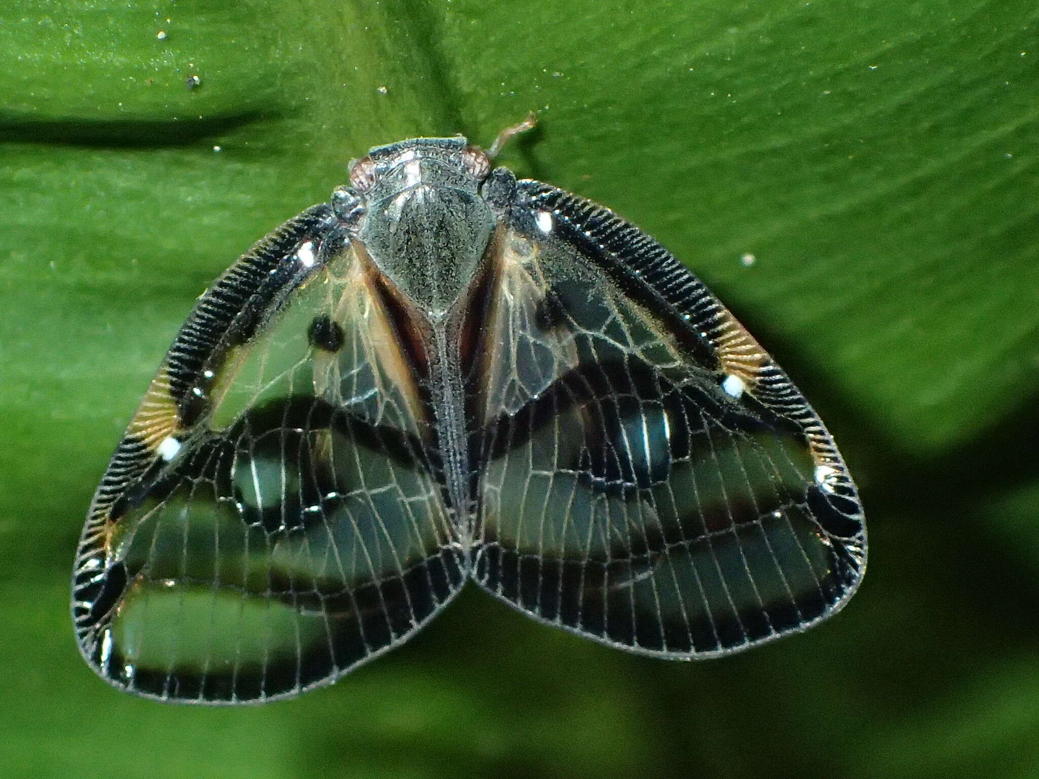 Image de Euricania ocella (Walker 1851)