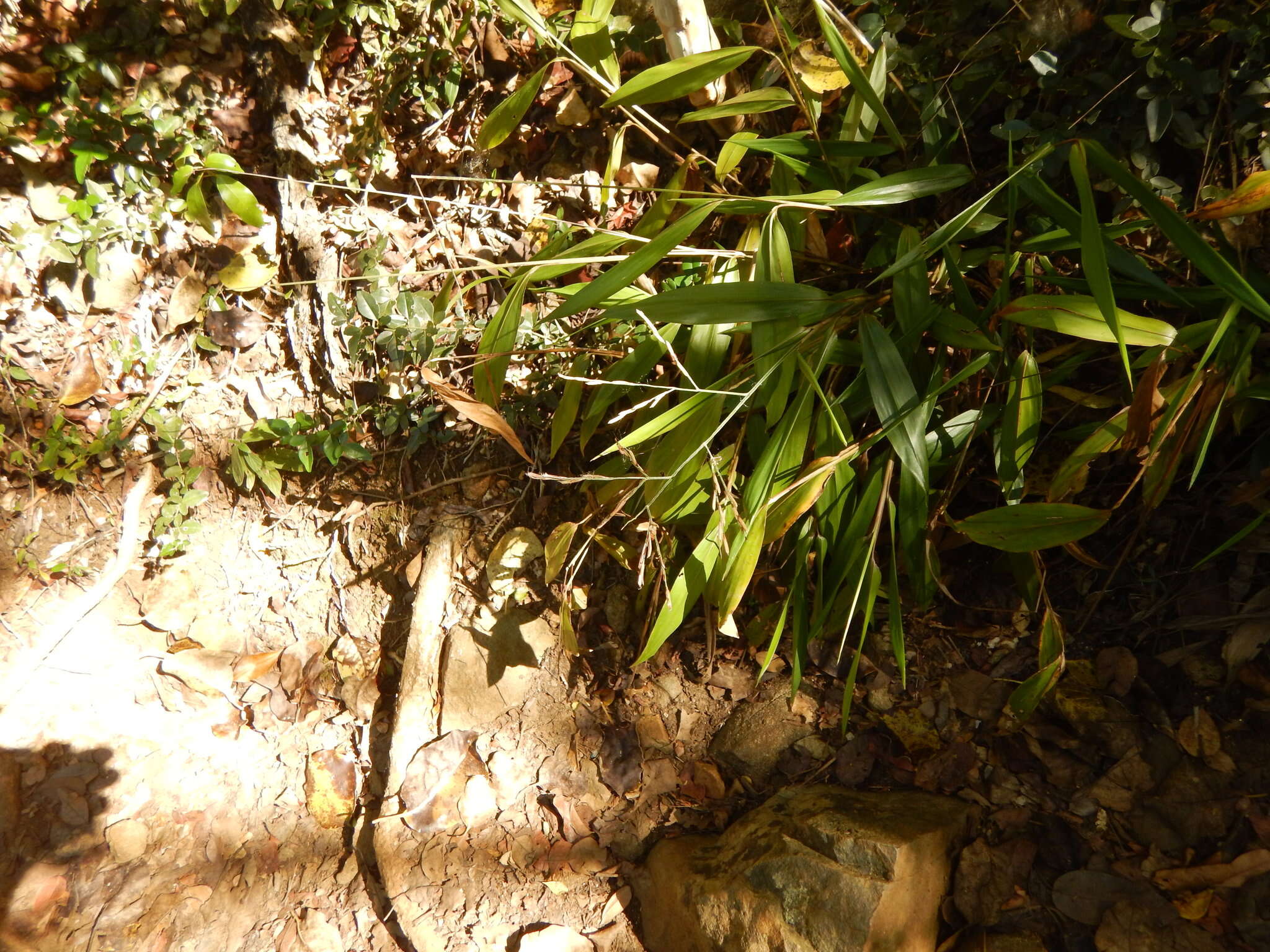 Image of Cape Francais Stalk Grass