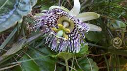 Imagem de Passiflora ligularis A. Juss.