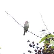 Image of Brown-streaked Flycatcher