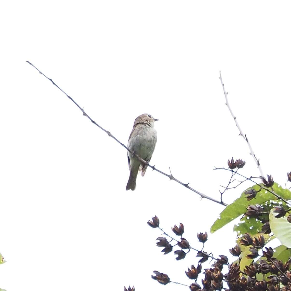 Image of Brown-streaked Flycatcher