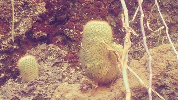 Image of Mammillaria columbiana subsp. yucatanensis (Britton & Rose) D. R. Hunt