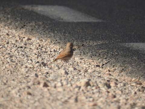 Image of Bar-tailed Desert Lark