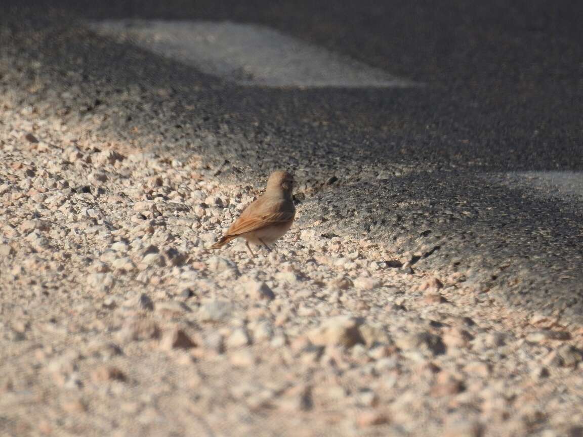 Image of Bar-tailed Desert Lark