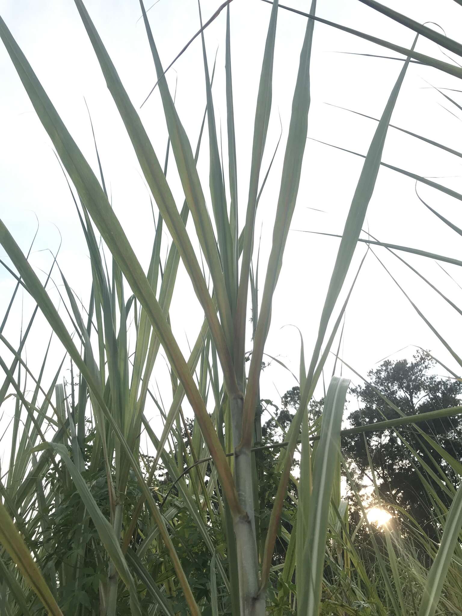 Image of sugarcane