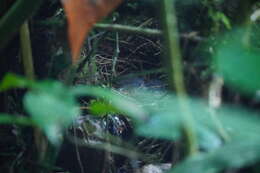 Image of Plain-backed Antpitta