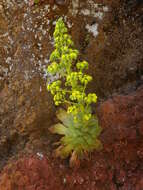 Image of Aeonium canariense (L.) Webb & Berth.