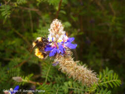 صورة Bombus robustus Smith 1854