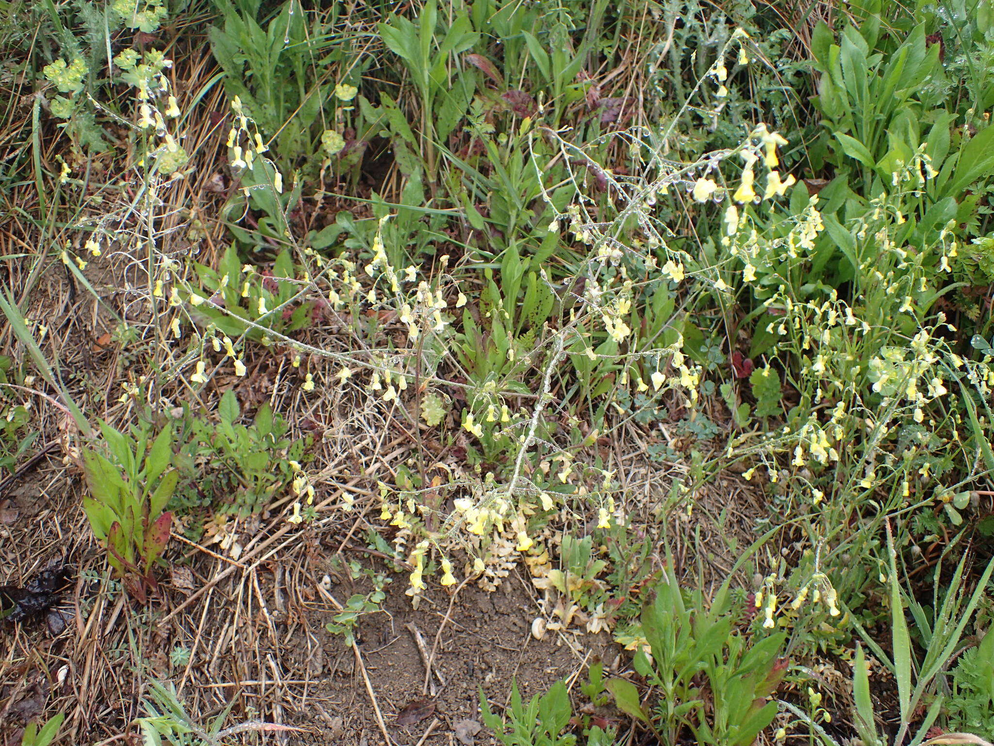 Image of crested wartycabbage