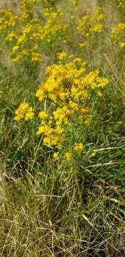 Image of Slender Goldentop