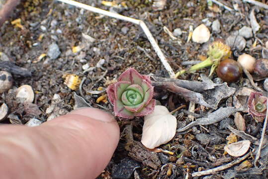 Image de Aeonium haworthii Salm-Dyck ex Webb & Berth.