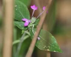 Justicia hilsenbeckii T. F. Daniel resmi