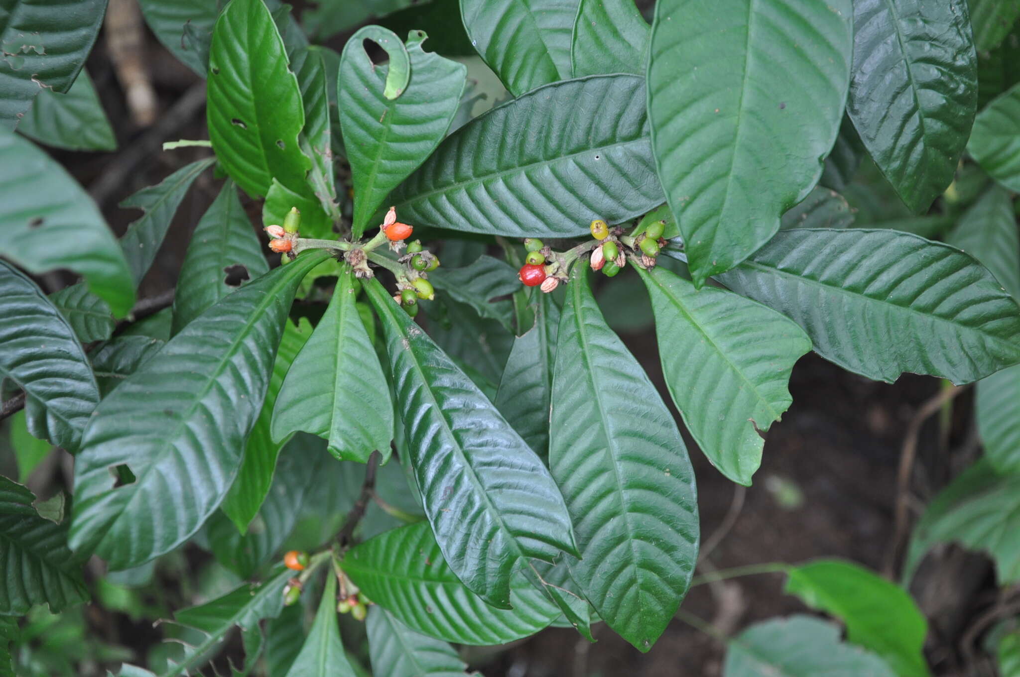 Psychotria psychotriifolia (Seem.) Standl. resmi