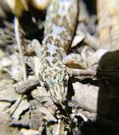 Image of Leaf-toed Gecko