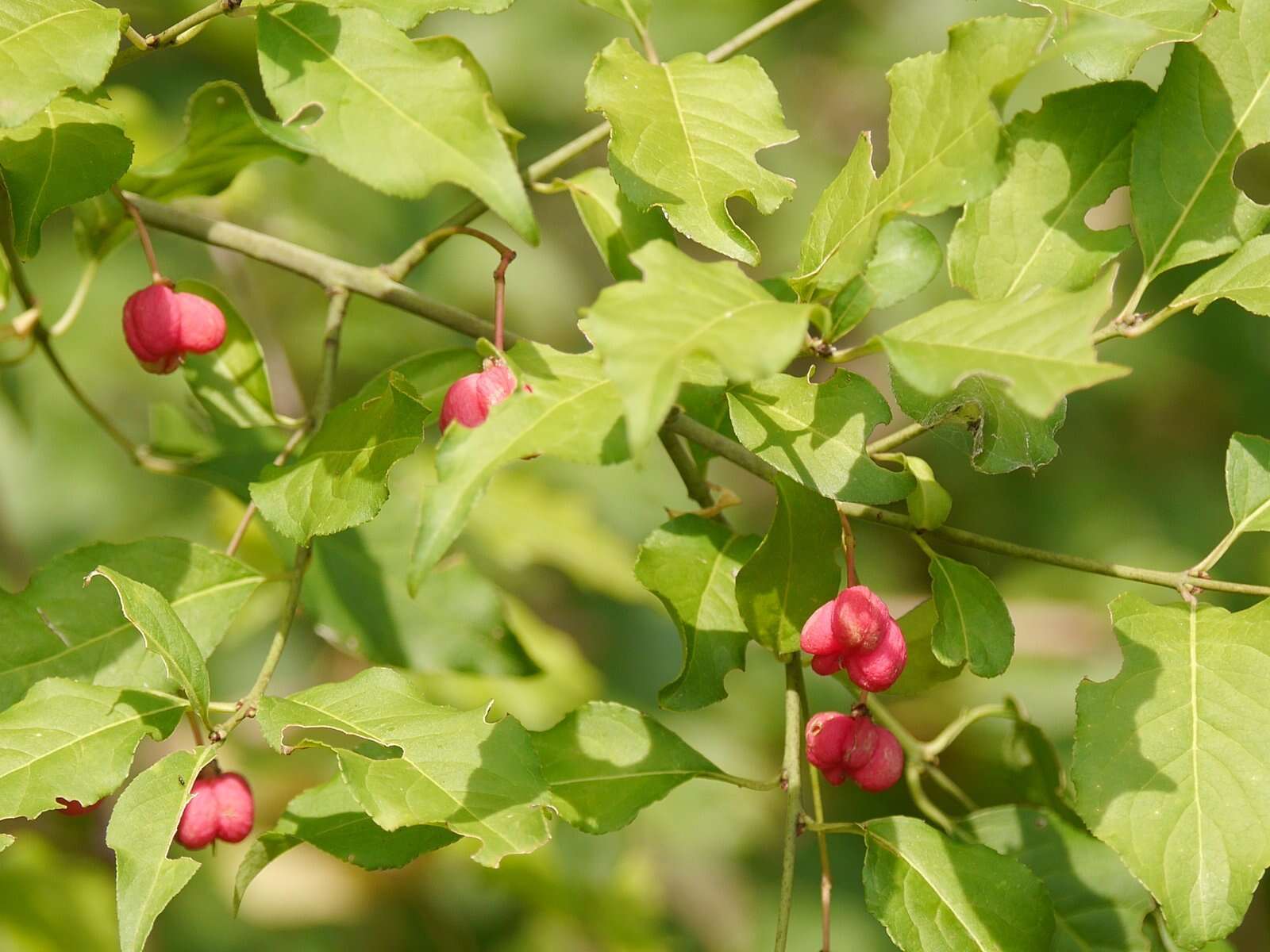 Image of Common spindle tree