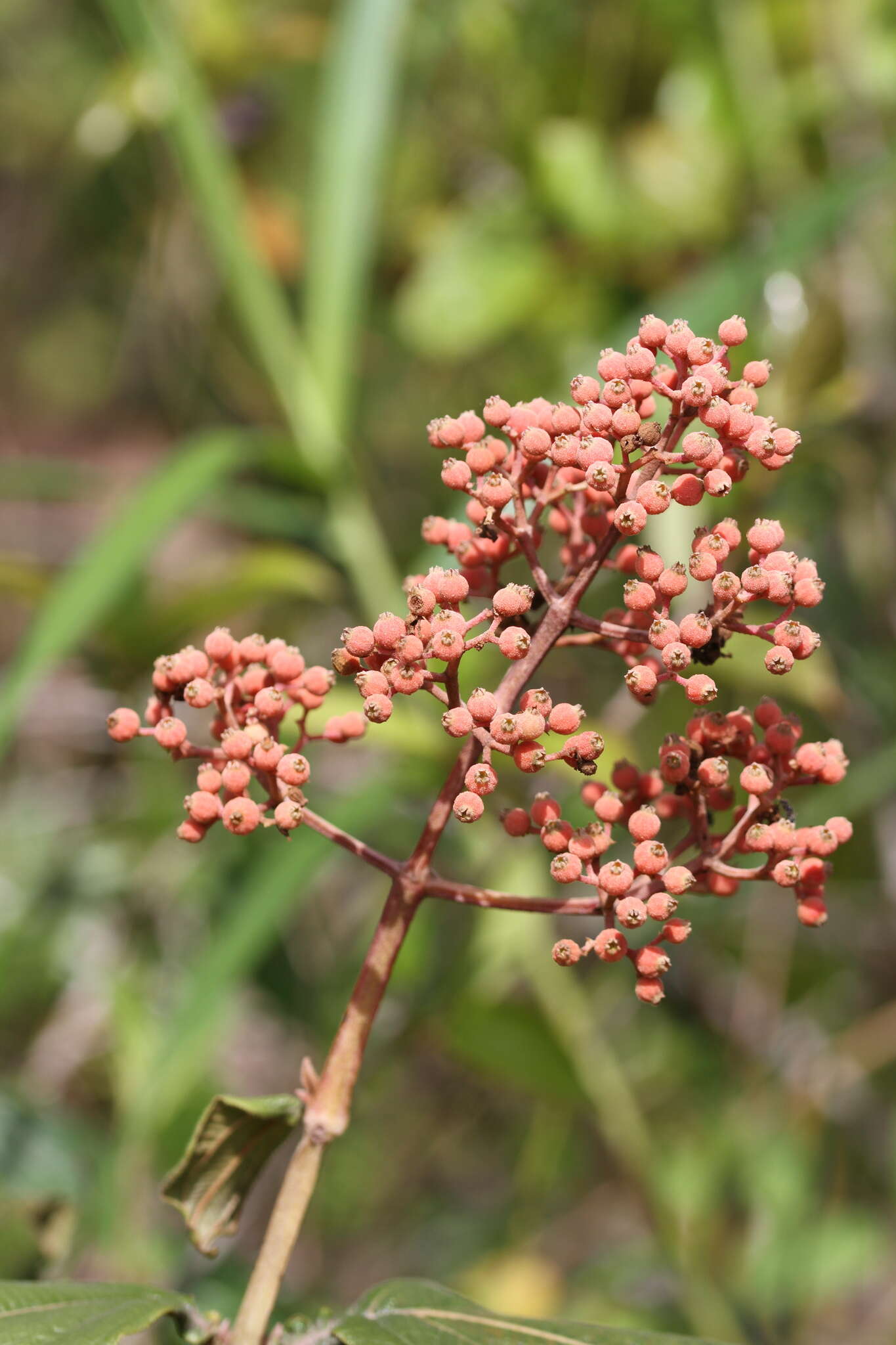 Image of Miconia alata (Aubl.) DC.