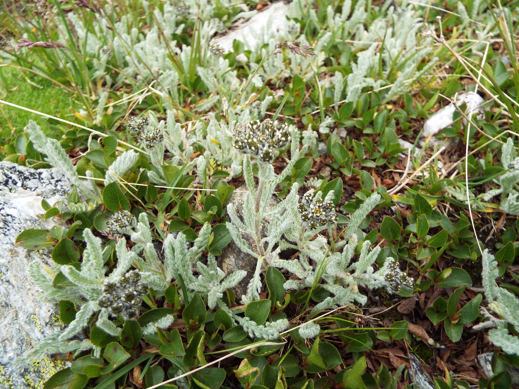 Imagem de Achillea nana L.