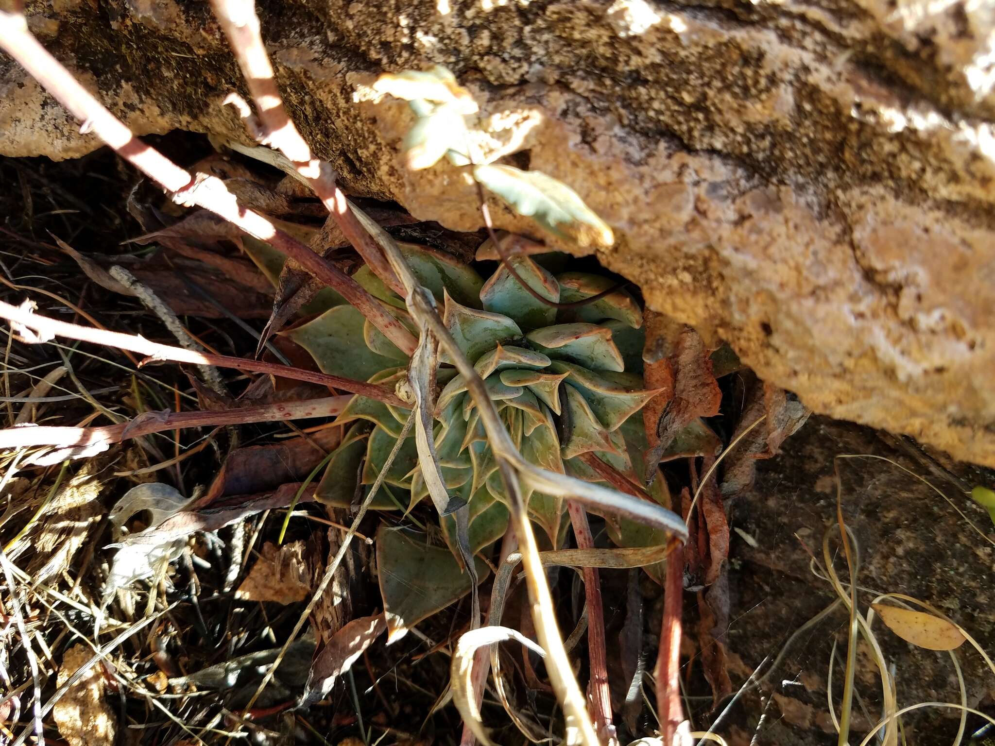 Image of Patagonia Mountain leatherpetal