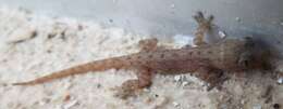 Image of Common House Gecko