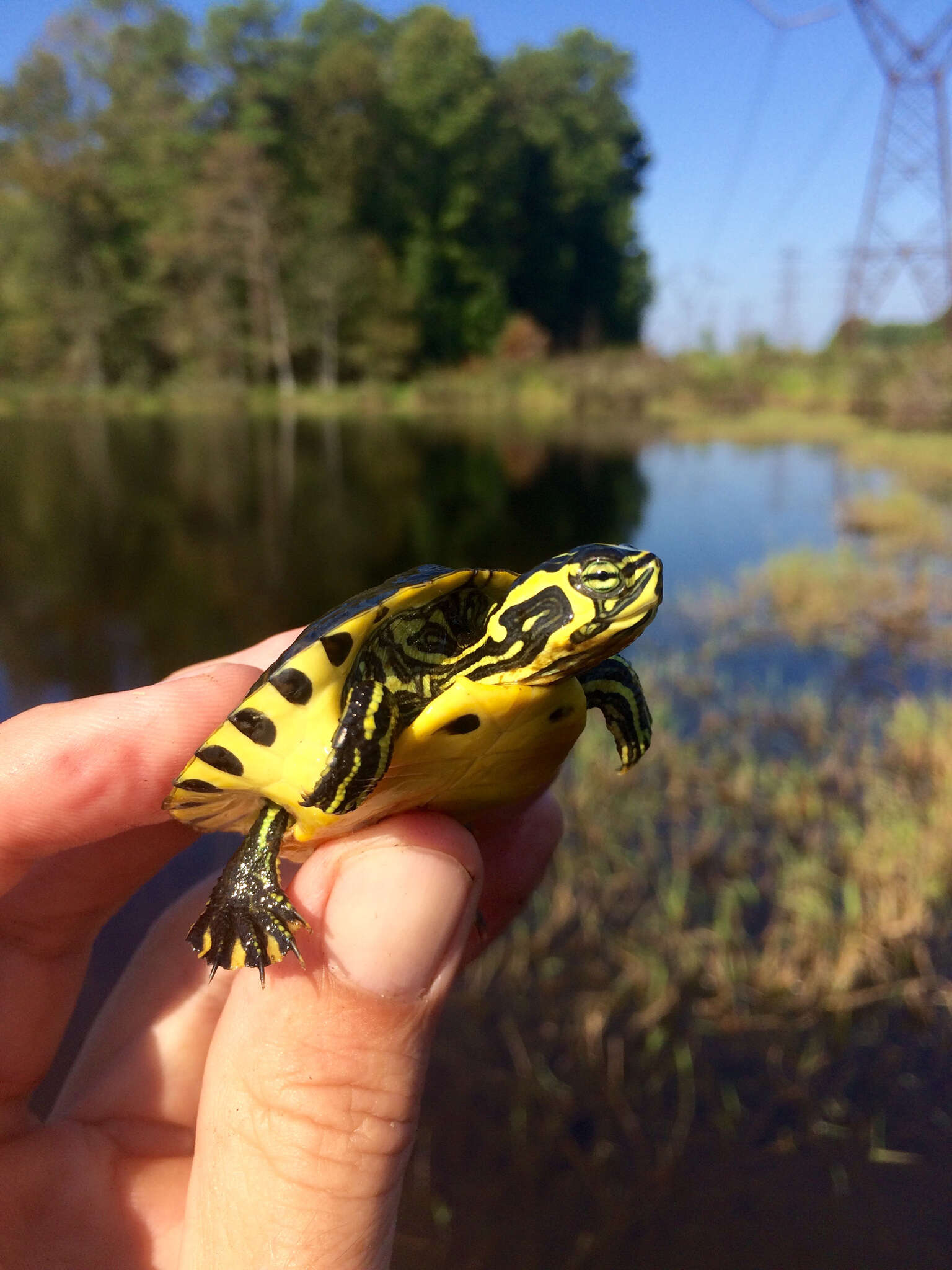 صورة Trachemys scripta scripta (Schoepff 1792)