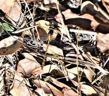 Image of Cypress Clubtail