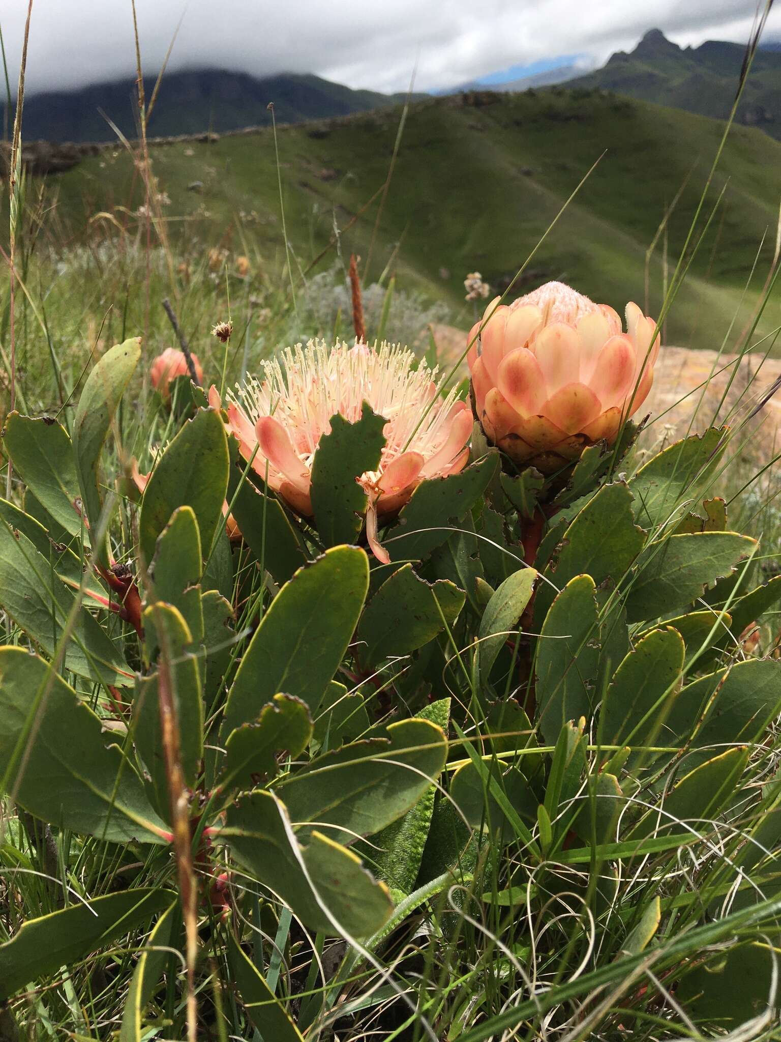 Image of Nyanga protea