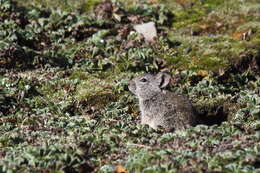 Image of Blick's Grass Rat