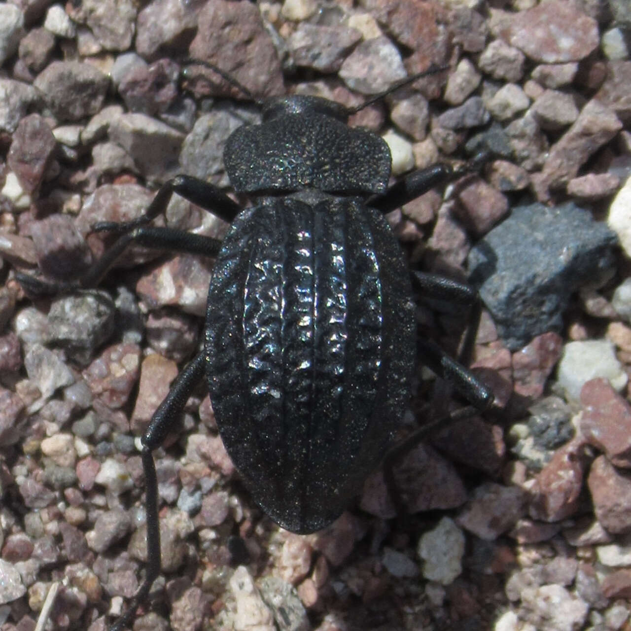 Image of Philolithus (Glyptasida) sordidus (Le Conte 1853)