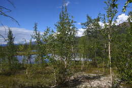 Imagem de Betula pubescens var. pumila (L.) Govaerts
