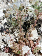 Image of Sedum gypsicola Boiss. & Reuter