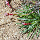 Image of Armeria multiceps Wallr.