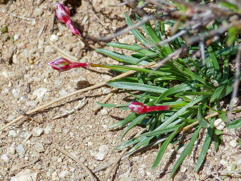 صورة Armeria multiceps Wallr.