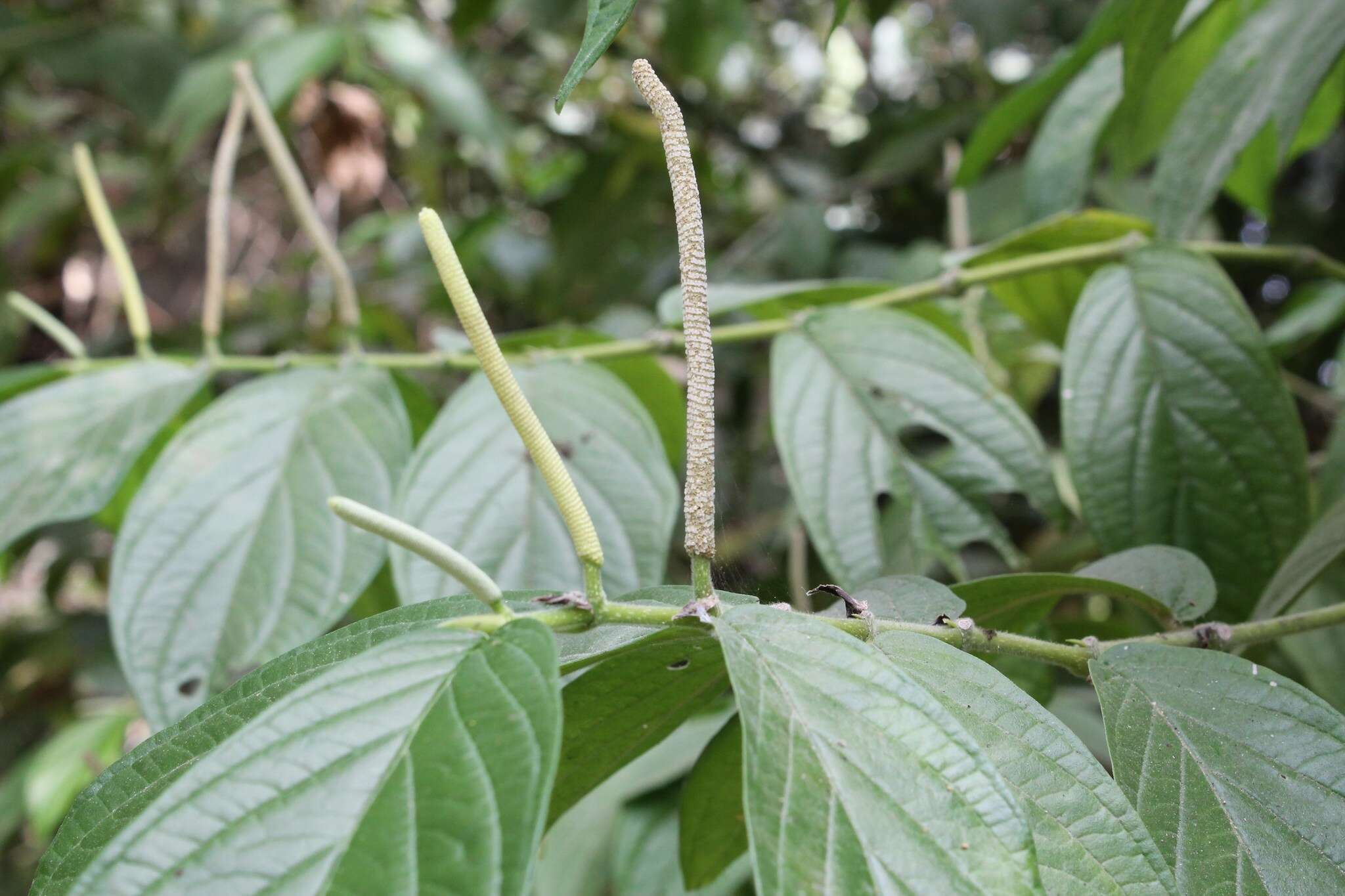 Image of Jamaican pepper