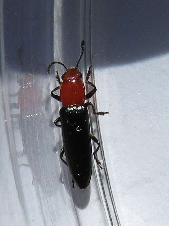 Image of Clover Stem Borer