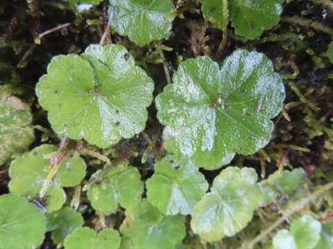 Image de Hydrocotyle nepalensis Hook.