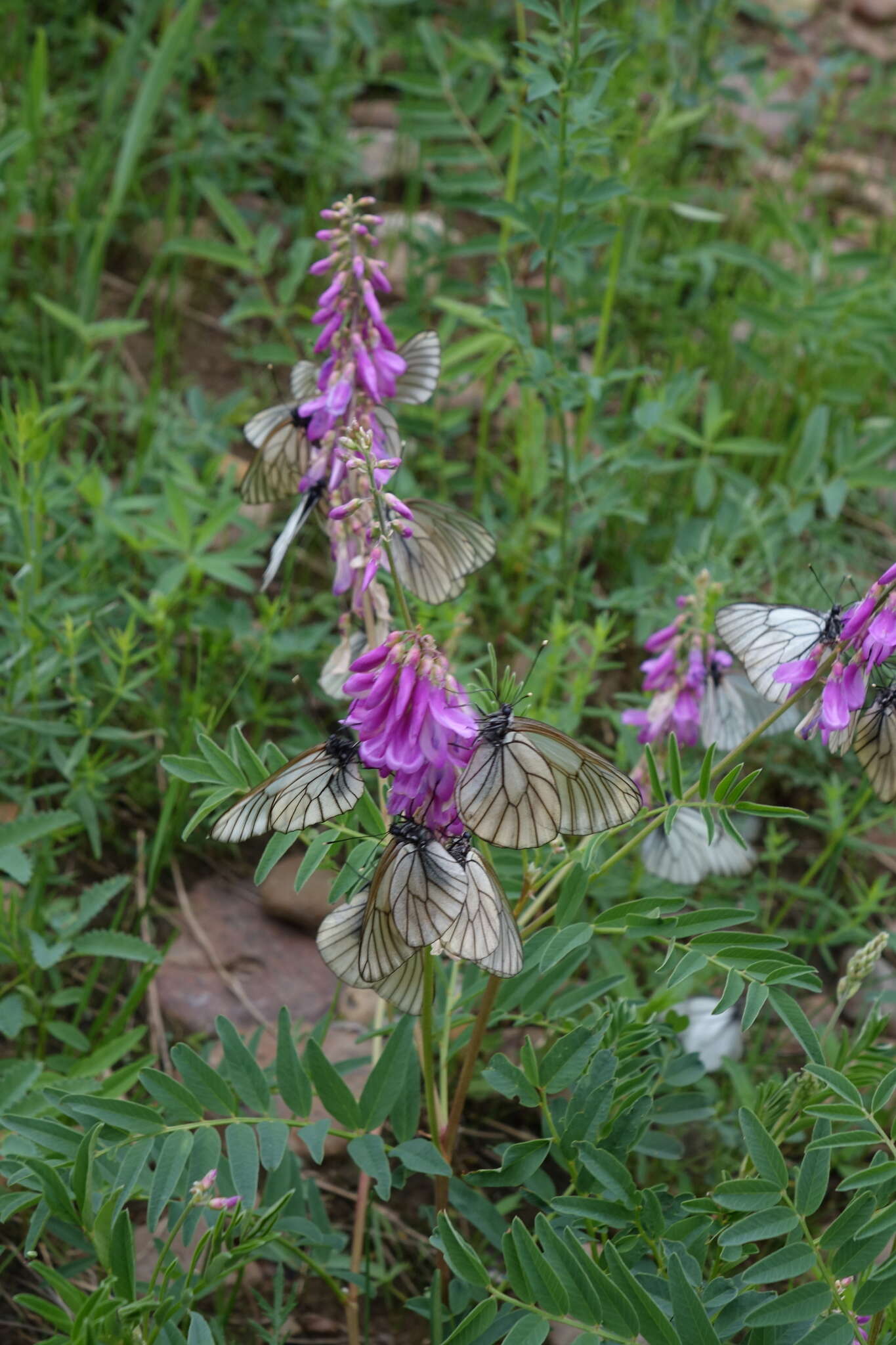 Image of Hedysarum branthii Trautv. & C. A. Mey.