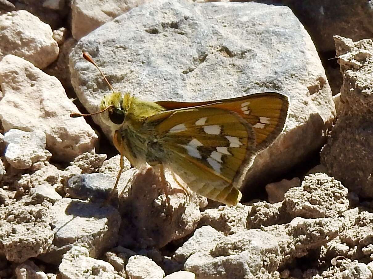 Image of Green Skipper