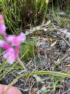 Image of Lachenalia salteri W. F. Barker