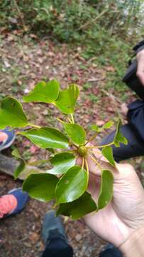 Image of Trochodendron