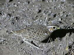 Image of Three-banded Courser