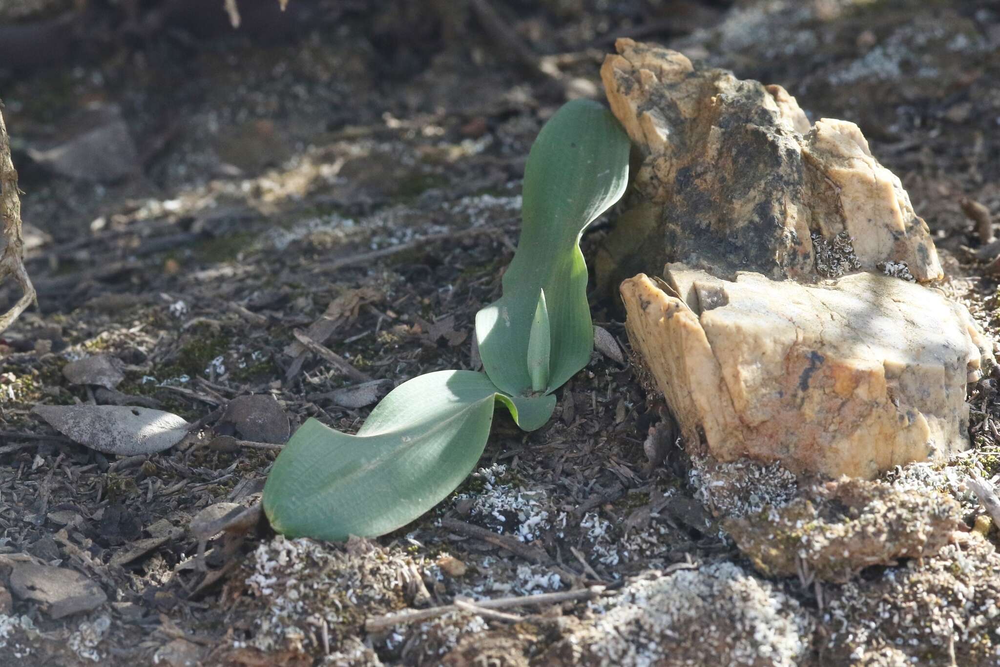 Plancia ëd Platanthera cooperi (S. Watson) R. M. Bateman