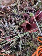 Image of Rosy Pitcherplant