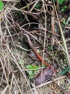 Image of Dussumier's Forest Skink