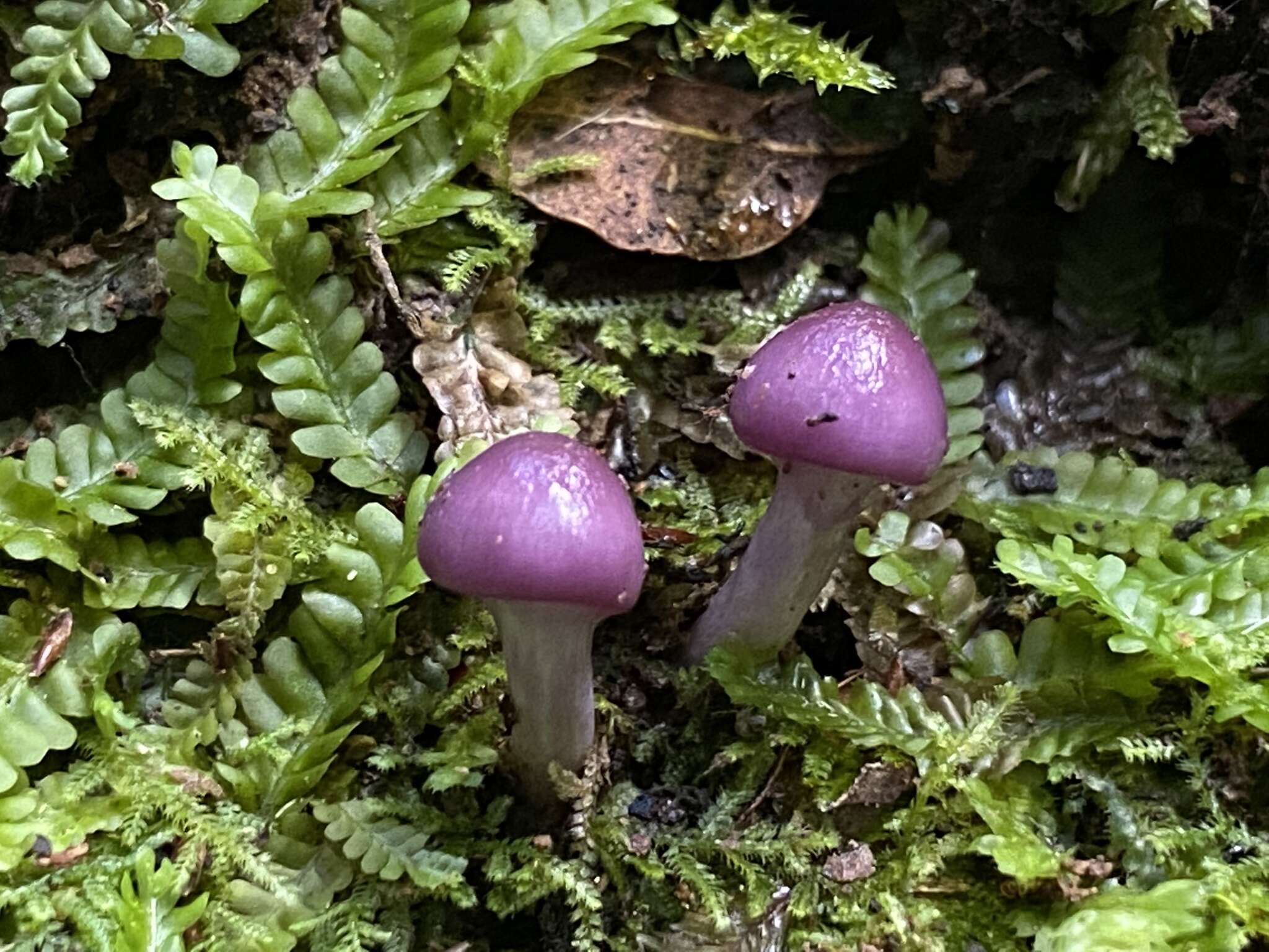 Image of Cortinarius lubricanescens Soop 2001